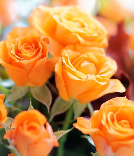 Agnes Mary Dressing's obituary image